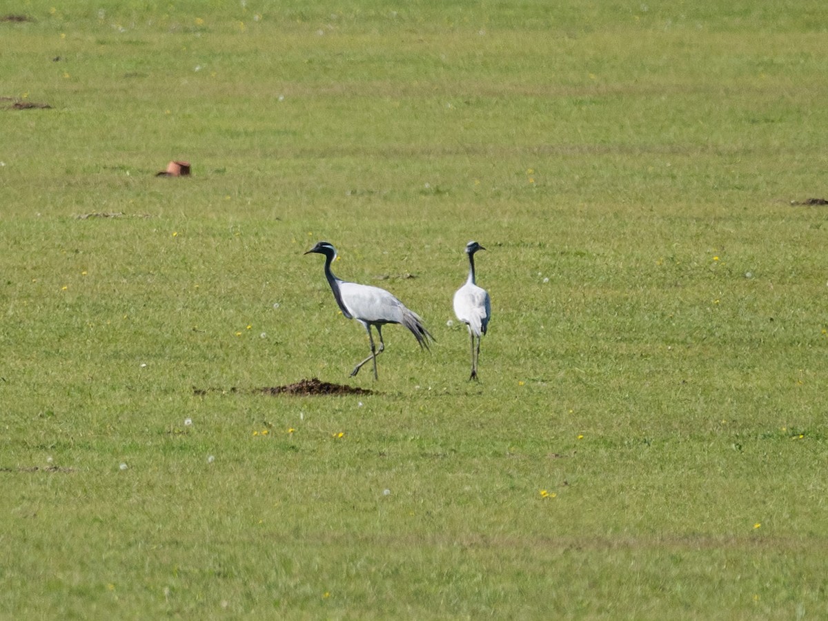 Demoiselle Crane - ML643409876