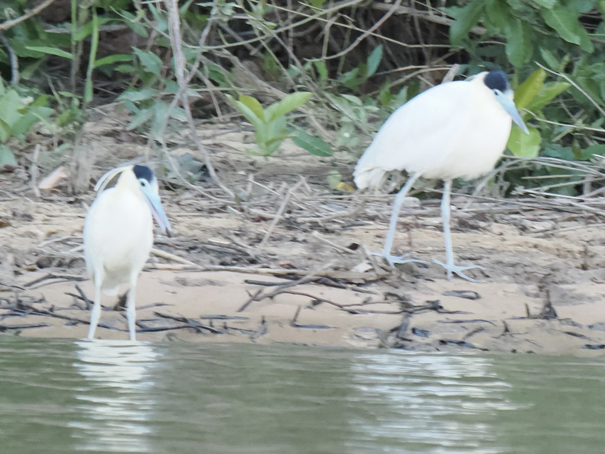 Capped Heron - ML643409890