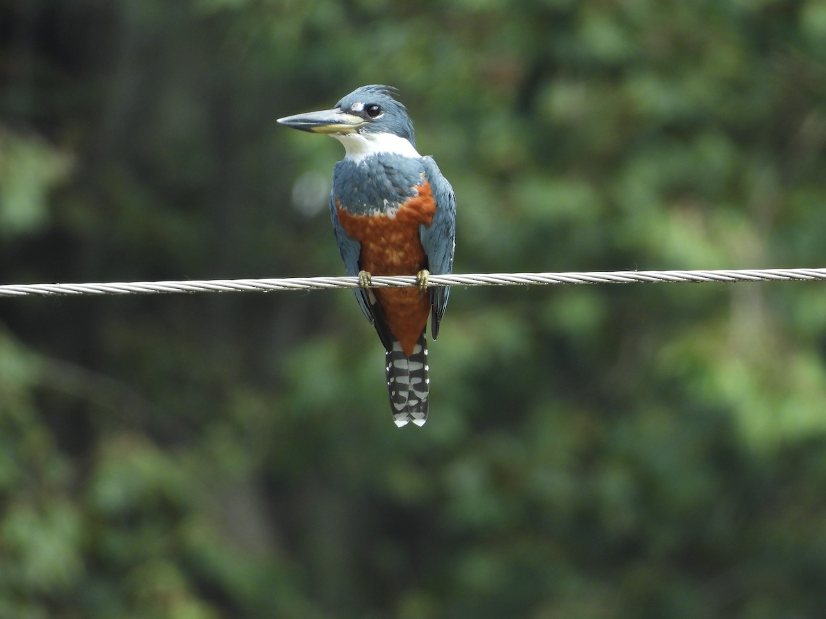 Ringed Kingfisher - ML643409893