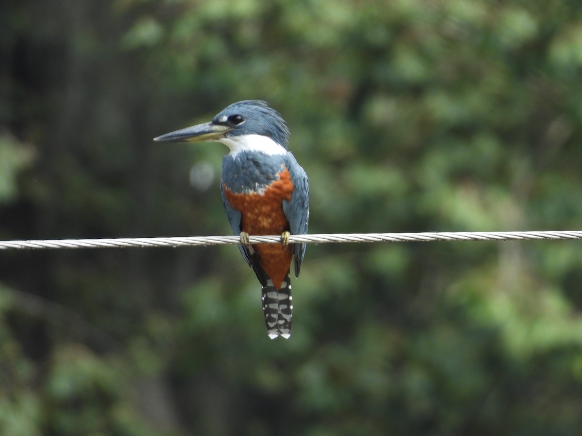 Ringed Kingfisher - ML643409894