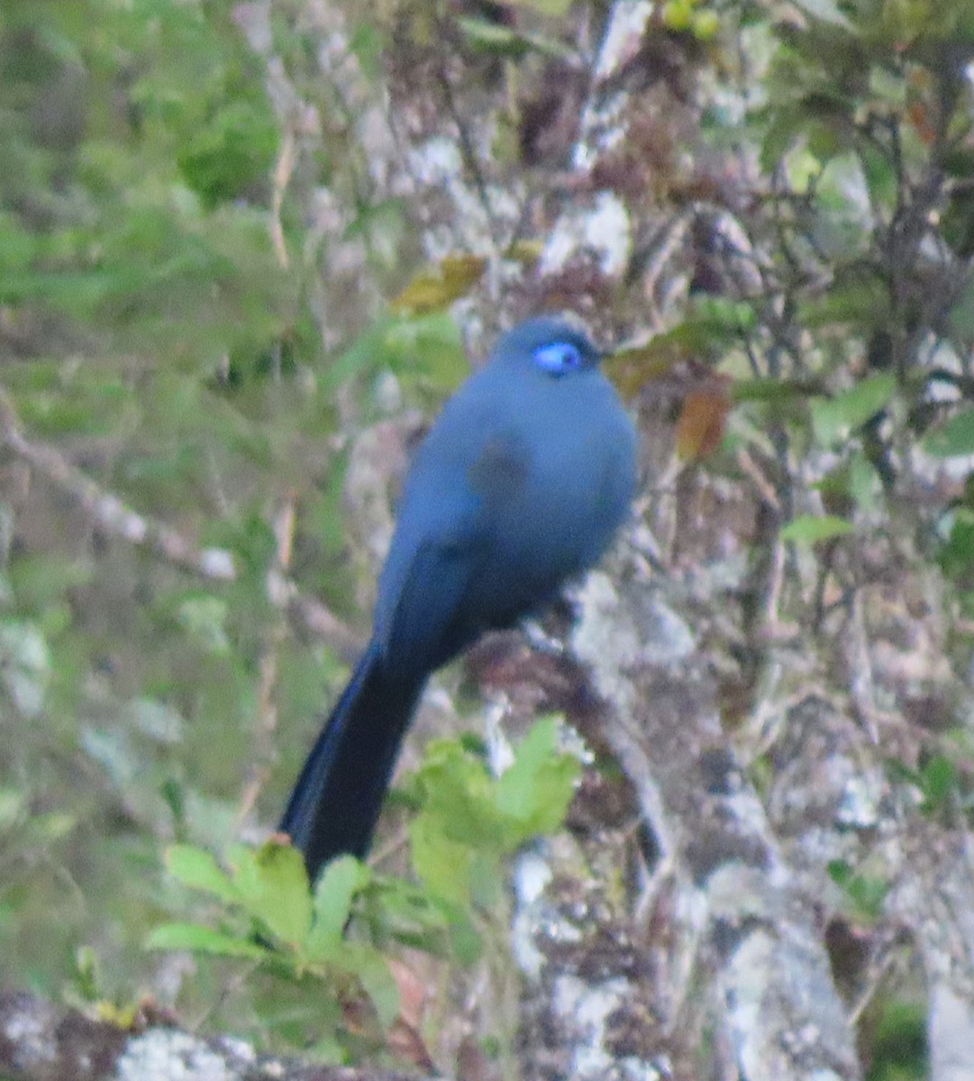Blue Coua - ML643409895