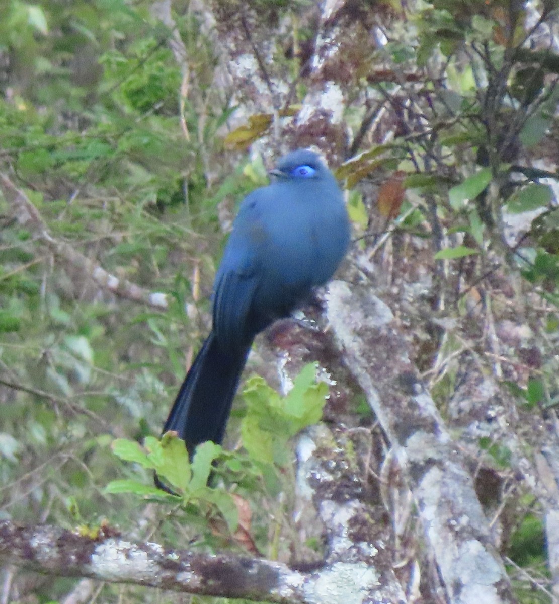 Blue Coua - ML643409896