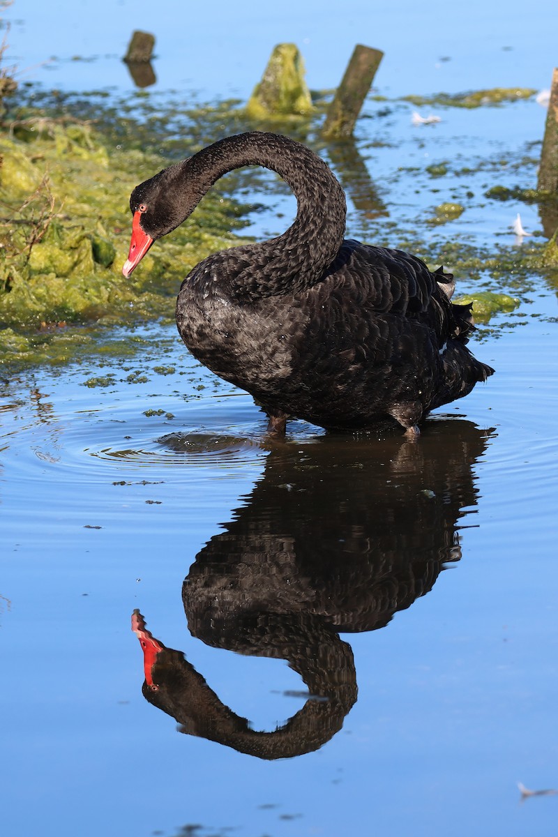 コクチョウ - ML643409908