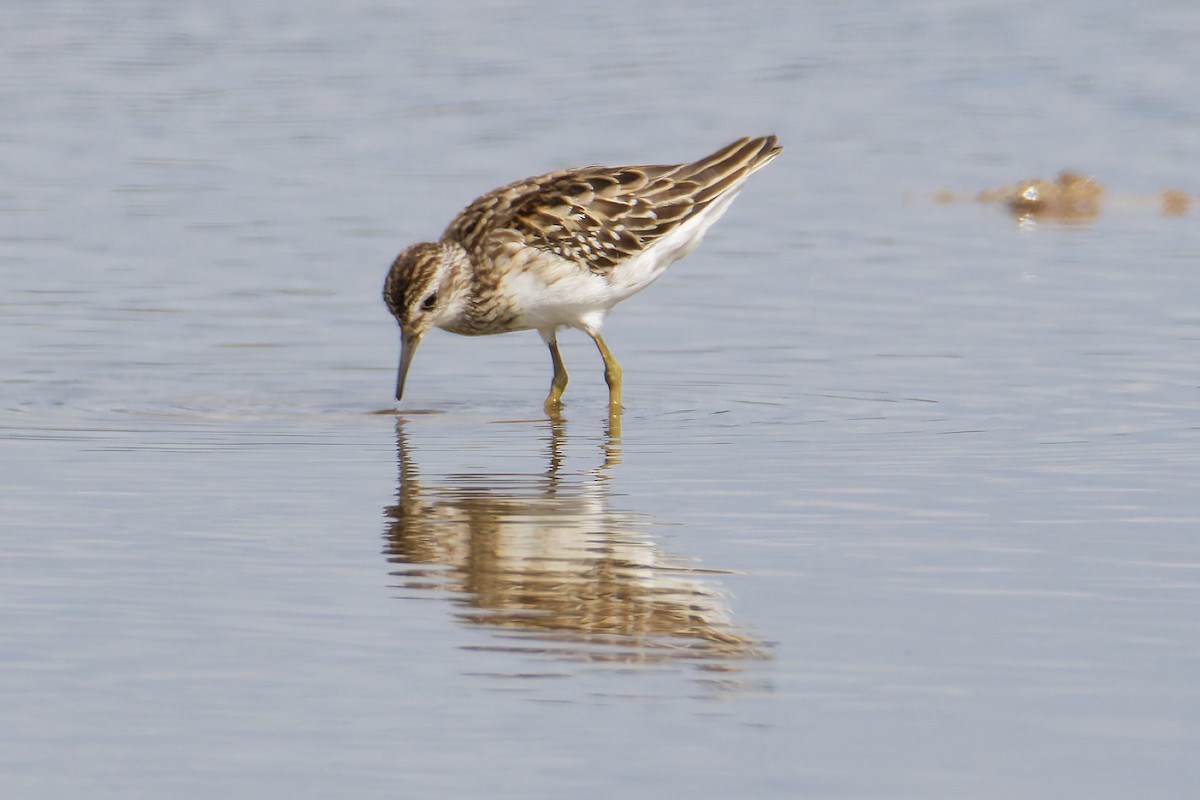 Long-toed Stint - ML643409909