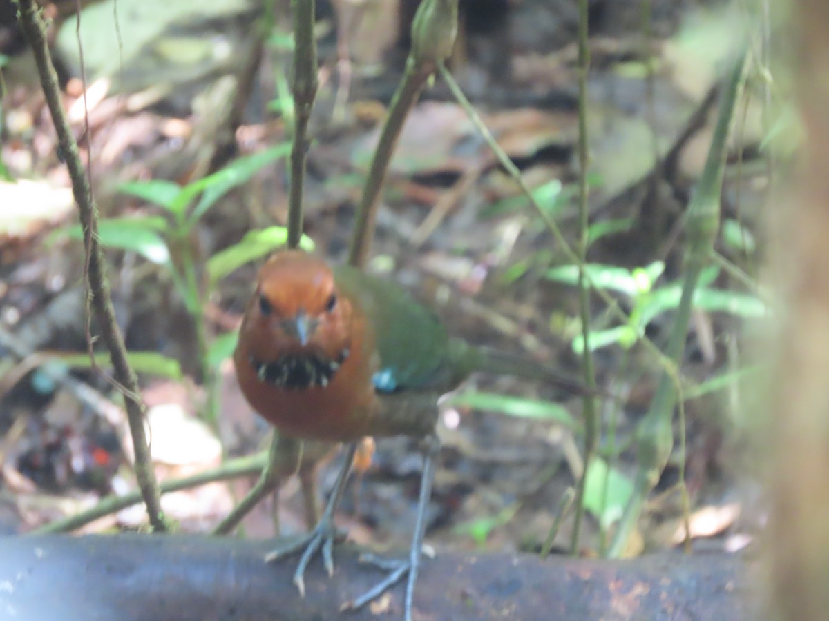 Rufous-headed Ground-Roller - ML643409910