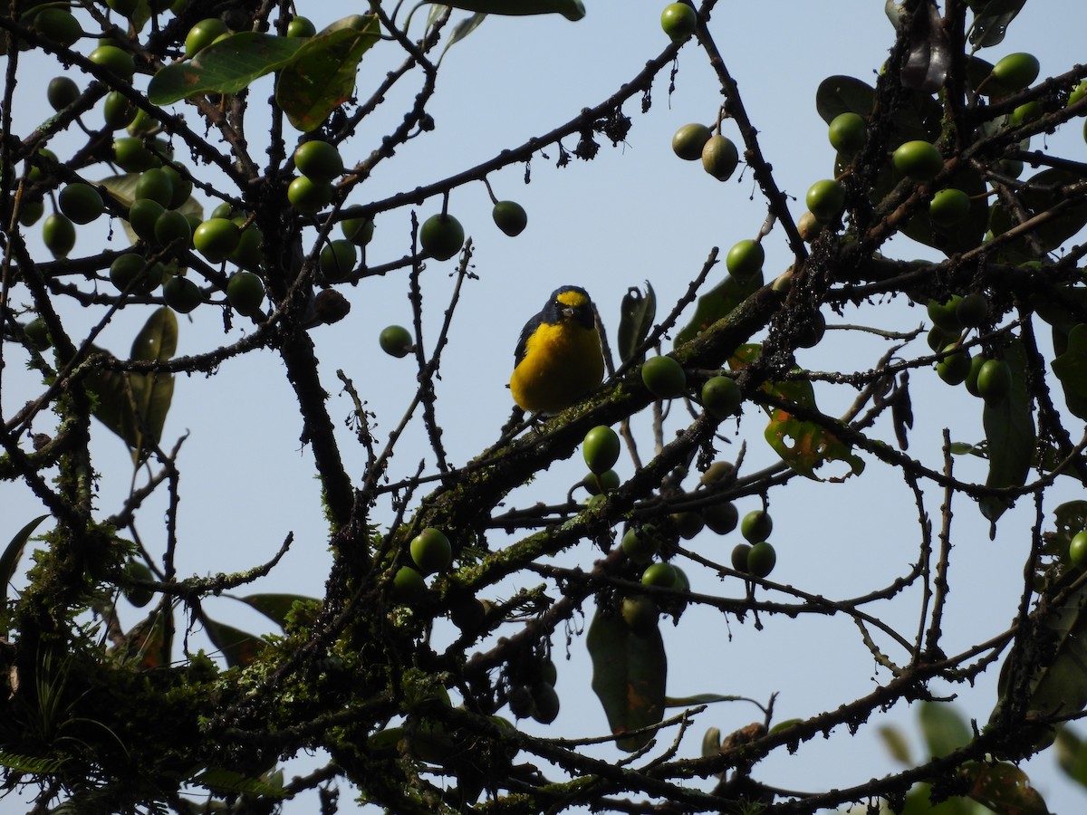 Yellow-throated Euphonia - ML643409912