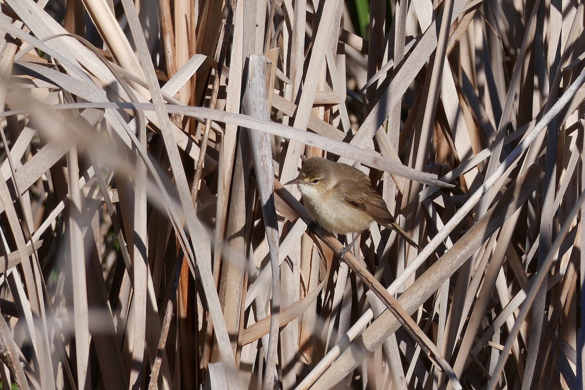 Australian Reed Warbler - ML643409913