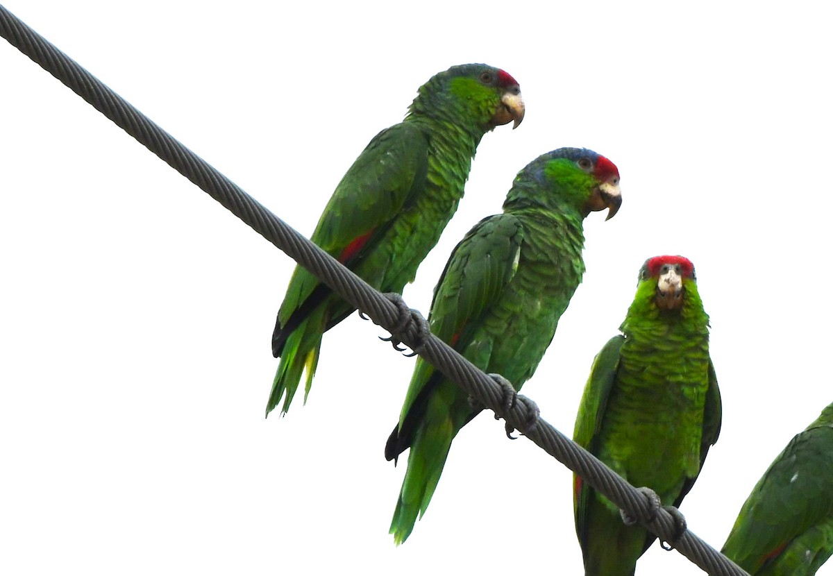 Lilac-crowned Amazon - ML643409923