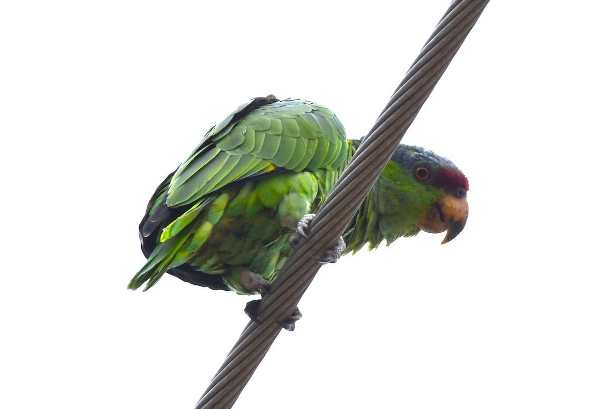 Lilac-crowned Amazon - ML643409926