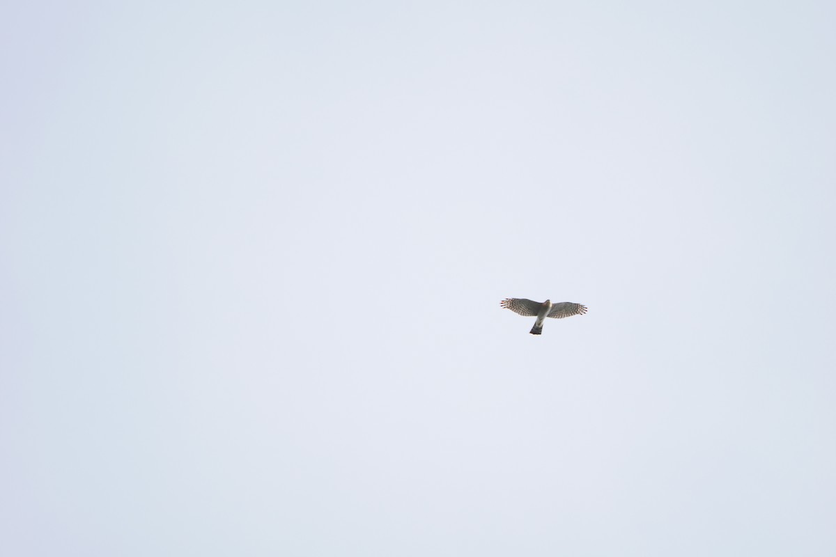 Eurasian Sparrowhawk - ML643409928