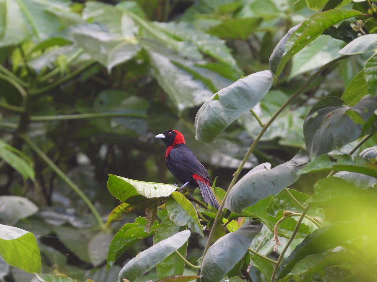 Crimson-collared Tanager - ML643409929
