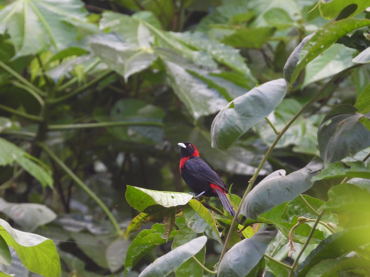 Crimson-collared Tanager - ML643409930