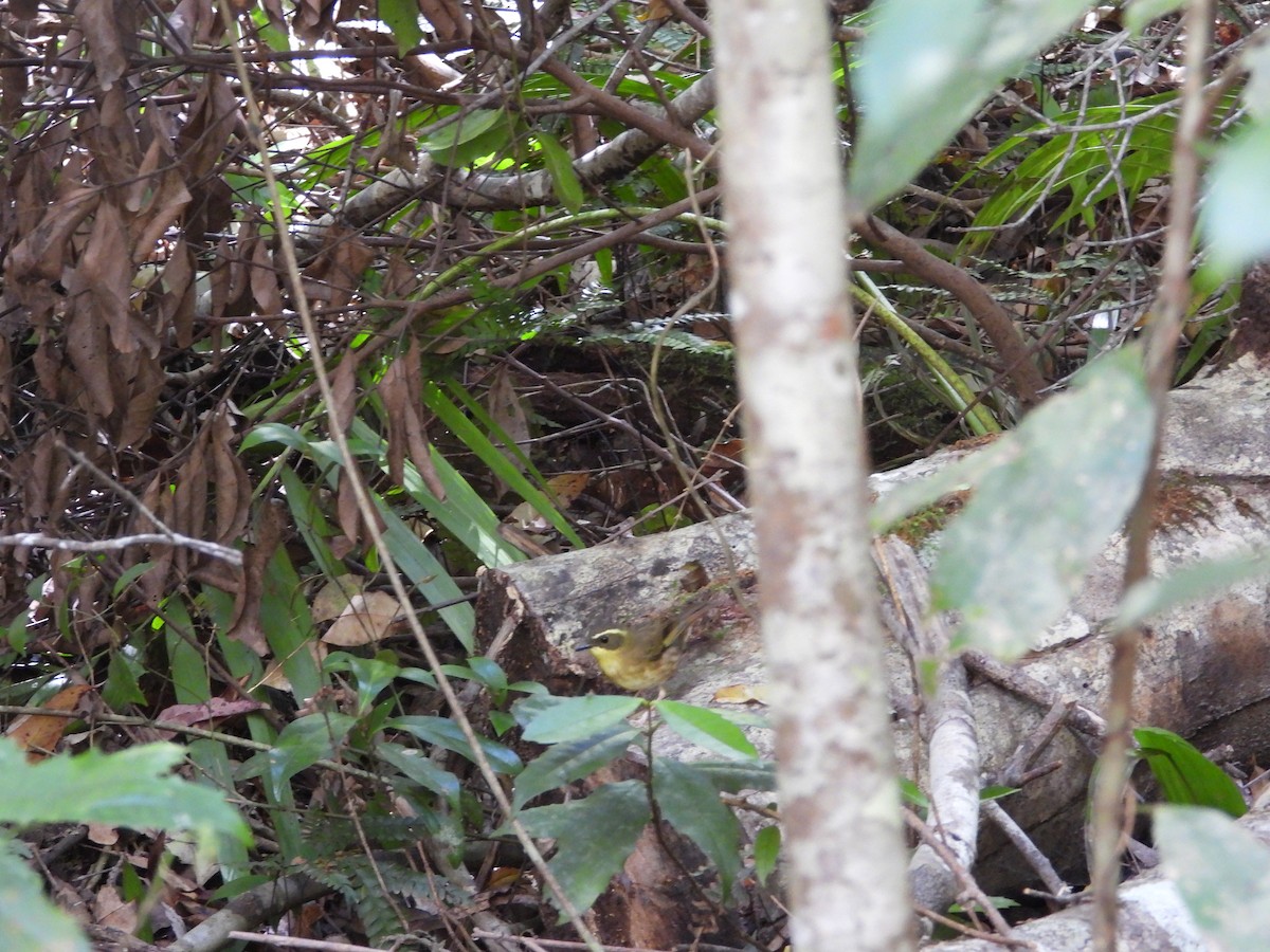 Yellow-throated Scrubwren - ML643409953
