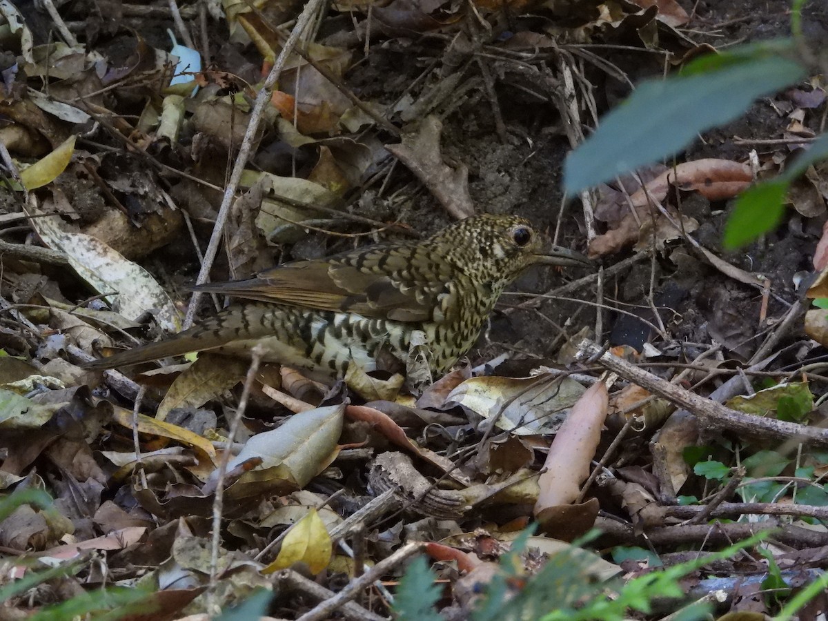 Bassian Thrush - ML643409957