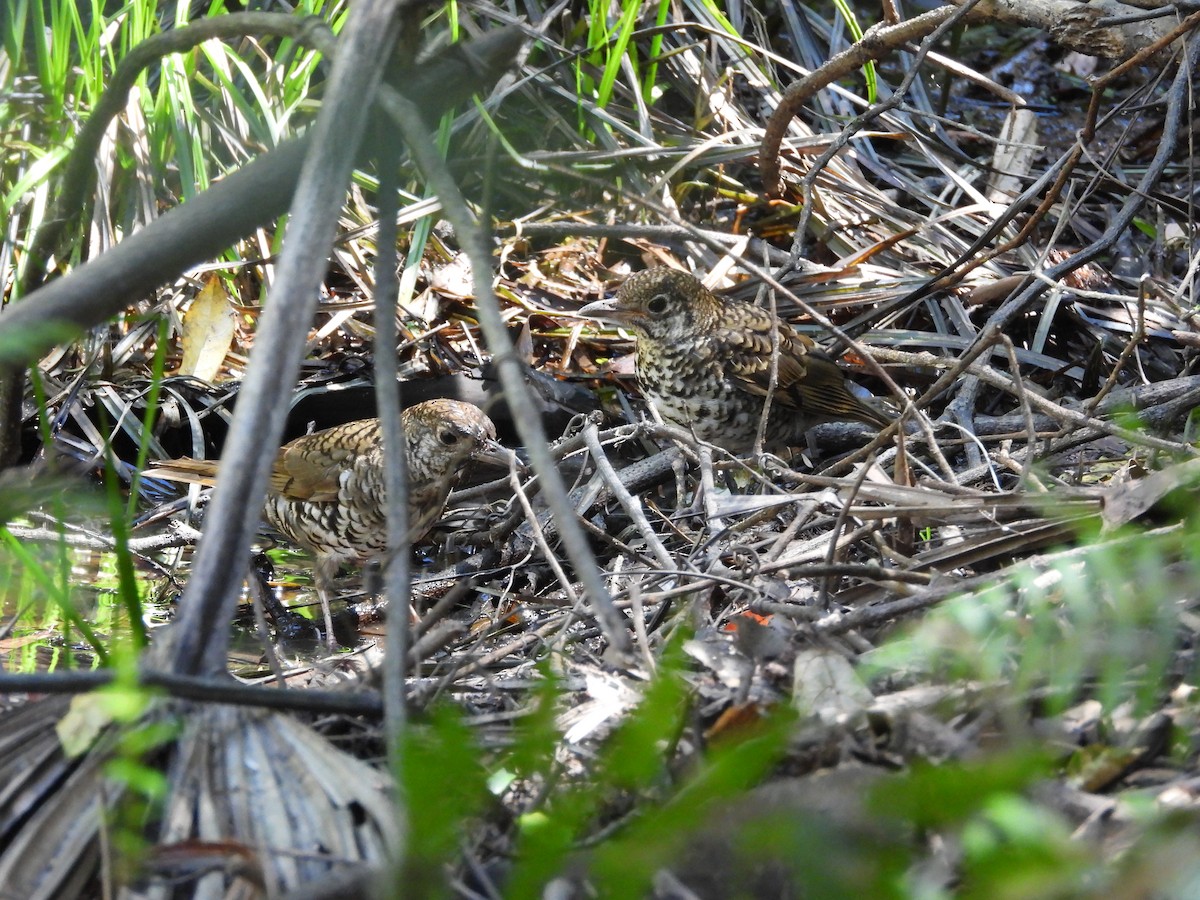 Bassian Thrush - ML643409959