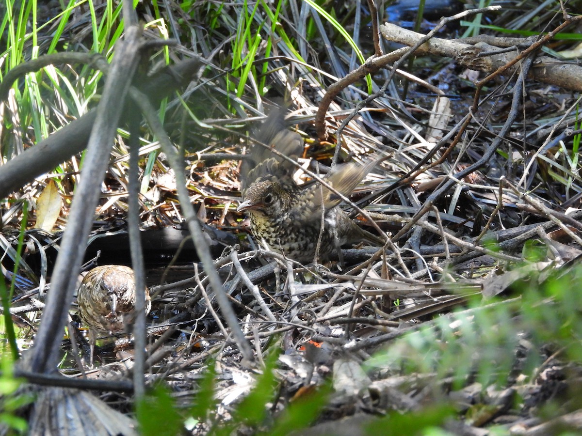 Bassian Thrush - ML643409960