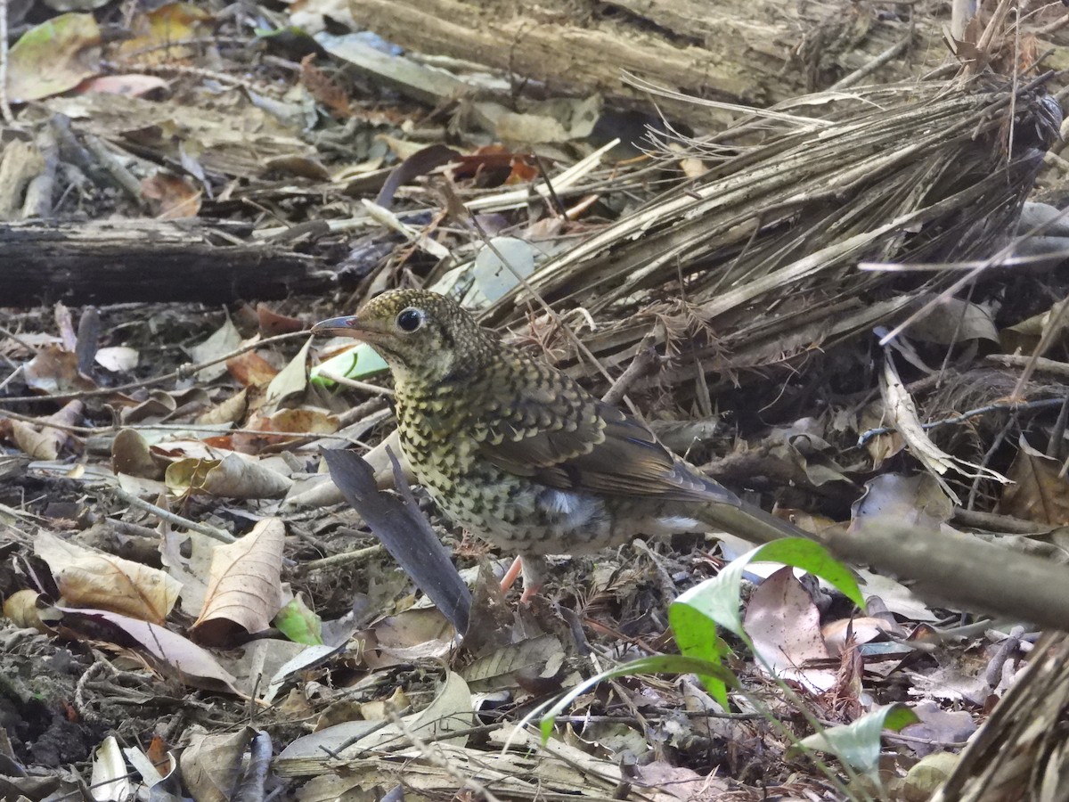 Bassian Thrush - ML643409961