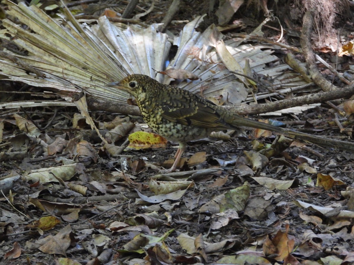 Bassian Thrush - ML643409962