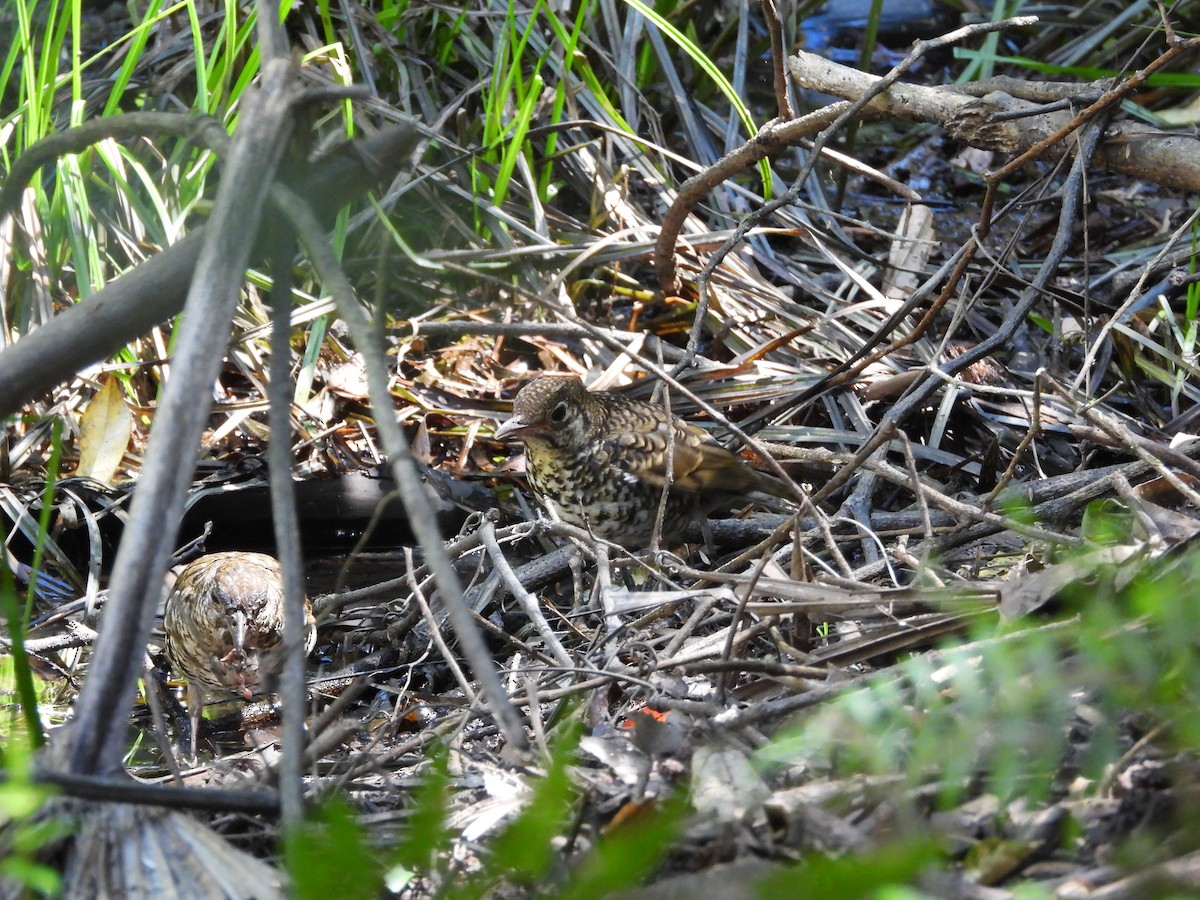 Bassian Thrush - ML643409963