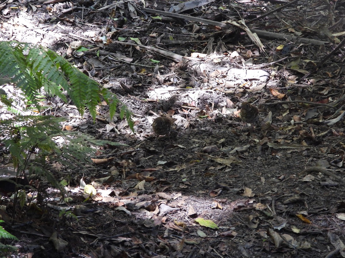 Bassian Thrush - ML643409964