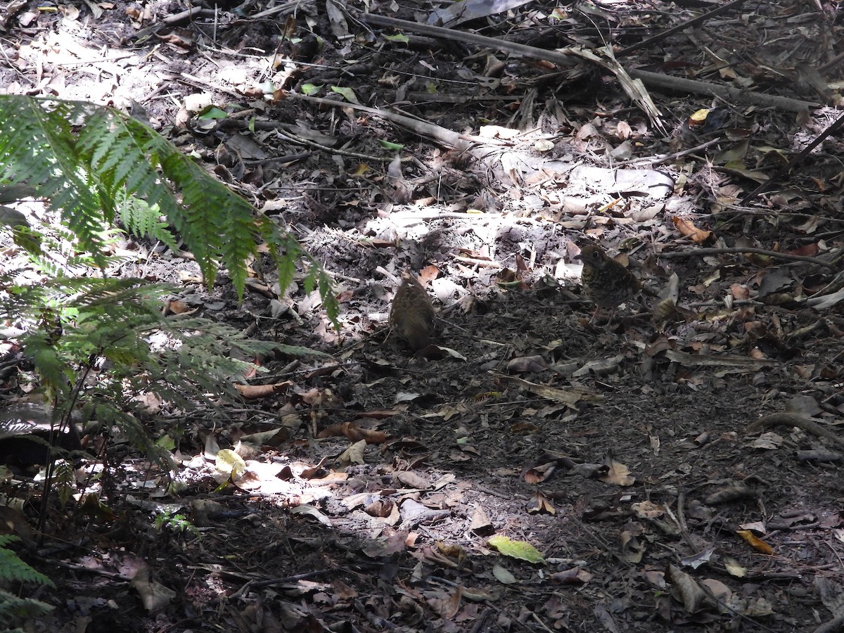 Bassian Thrush - ML643409965