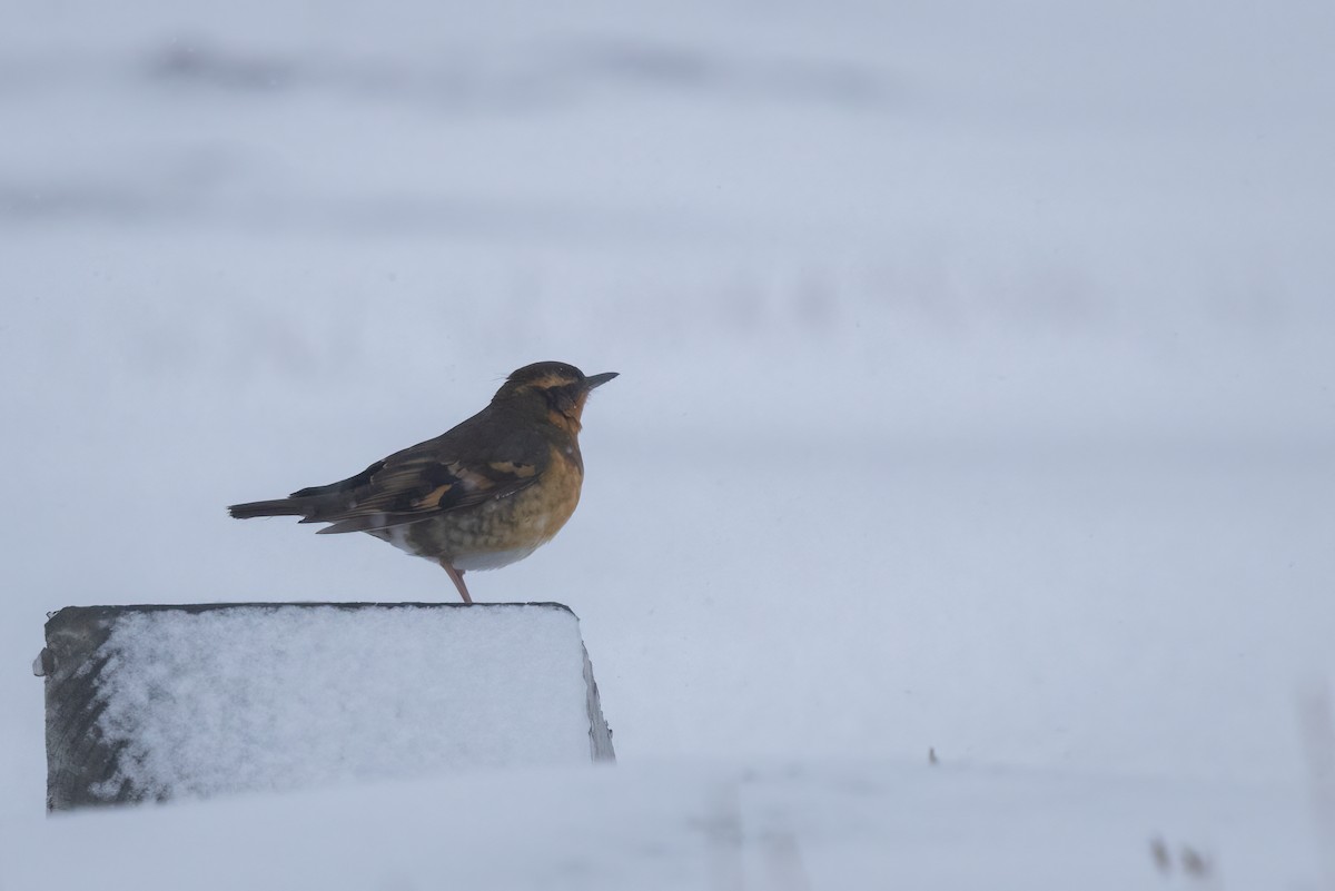 Varied Thrush - ML643409969