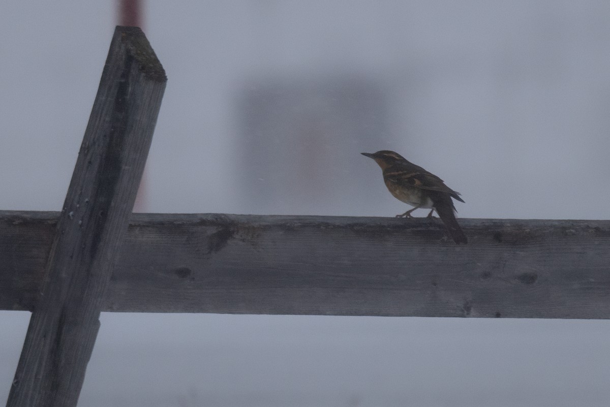 Varied Thrush - ML643409972