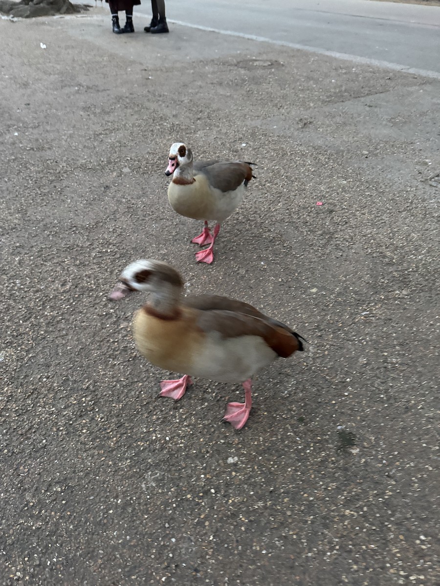 Egyptian Goose - ML643409974