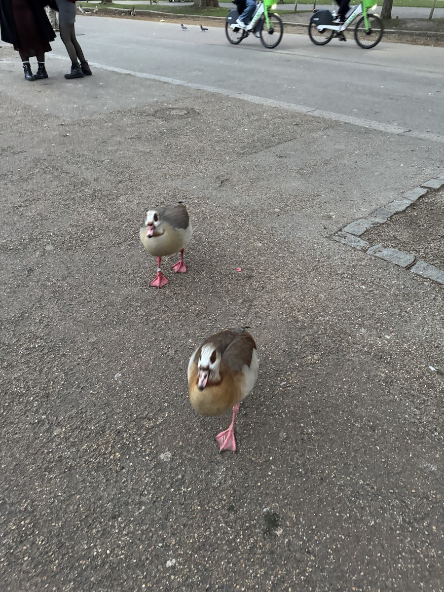 Egyptian Goose - ML643409975