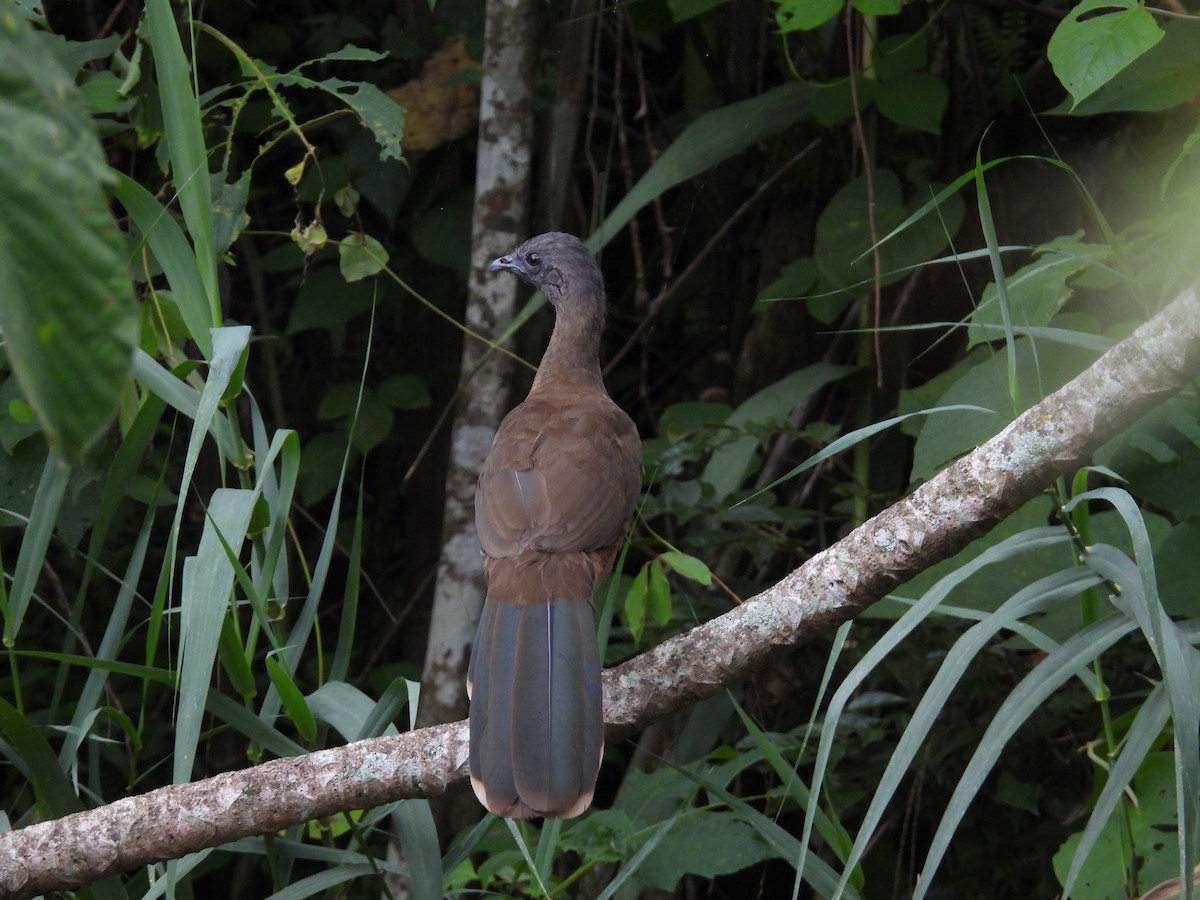 Plain Chachalaca - ML643409977