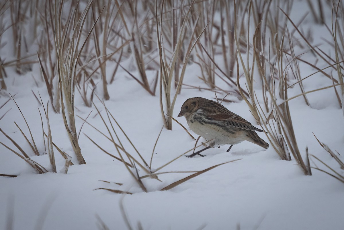 Lapland Longspur - ML643409978