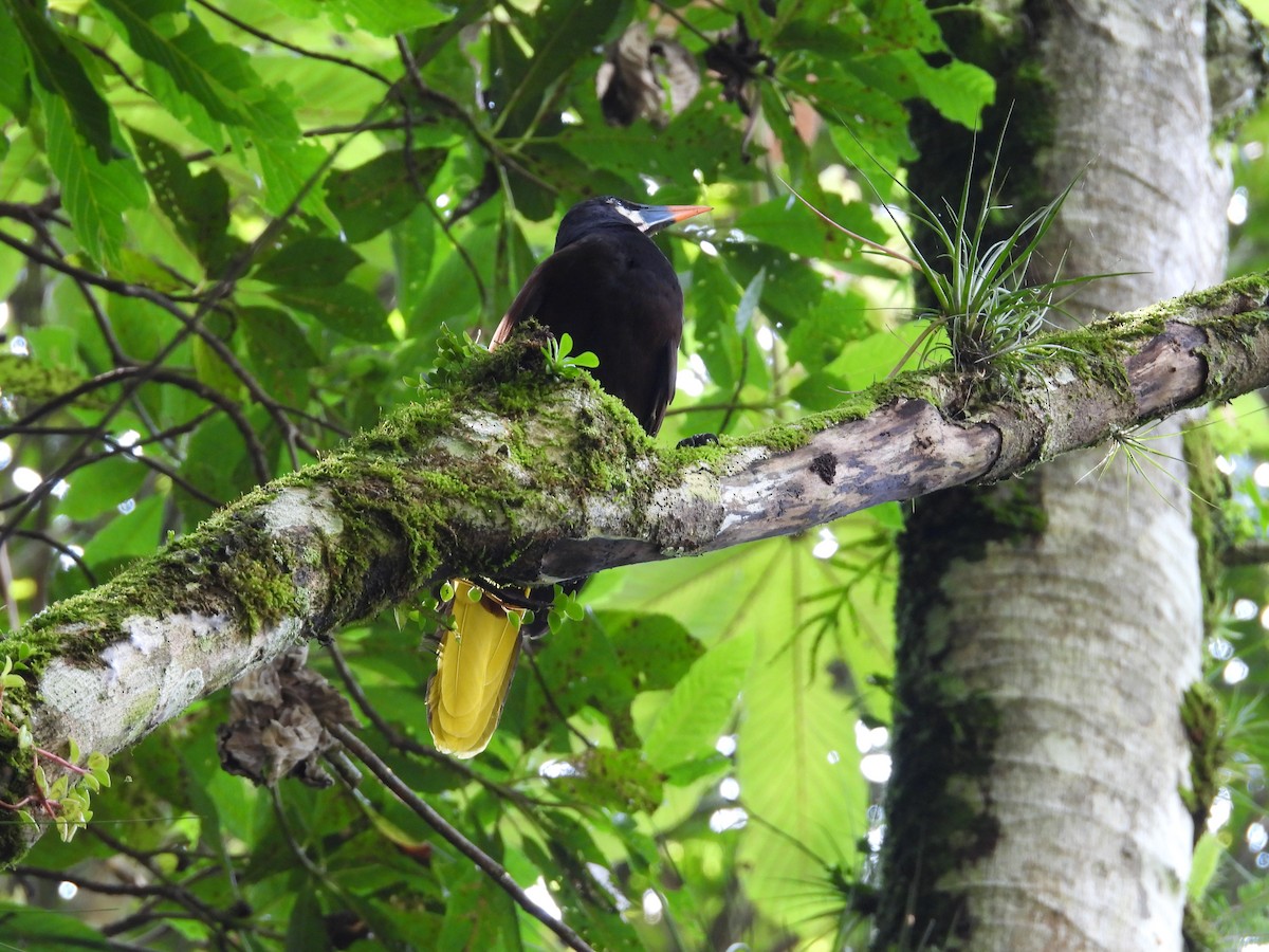 Montezuma Oropendola - ML643409983