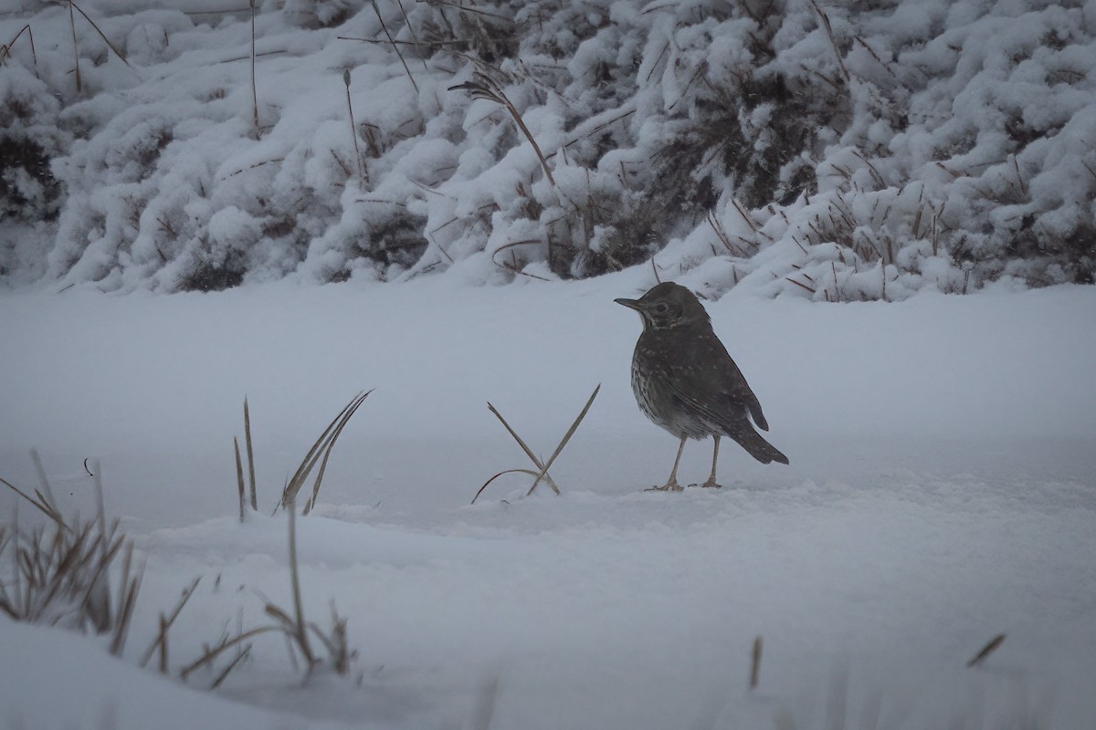 Song Thrush - ML643409995