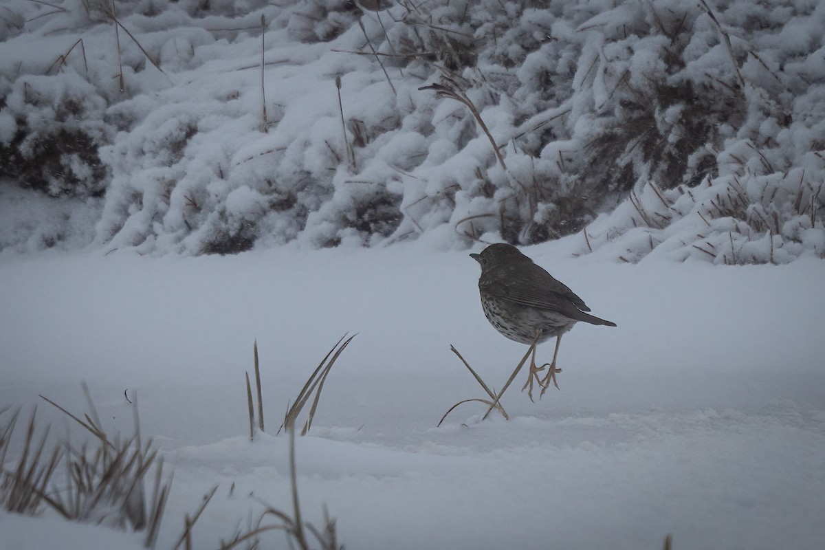 Song Thrush - ML643409996