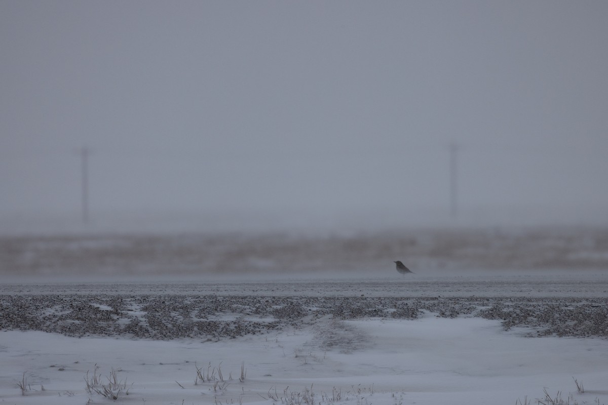 Song Thrush - ML643410000