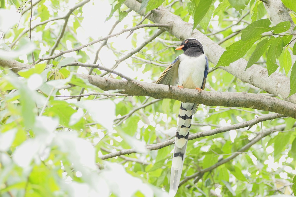 Red-billed Blue-Magpie - ML643410010