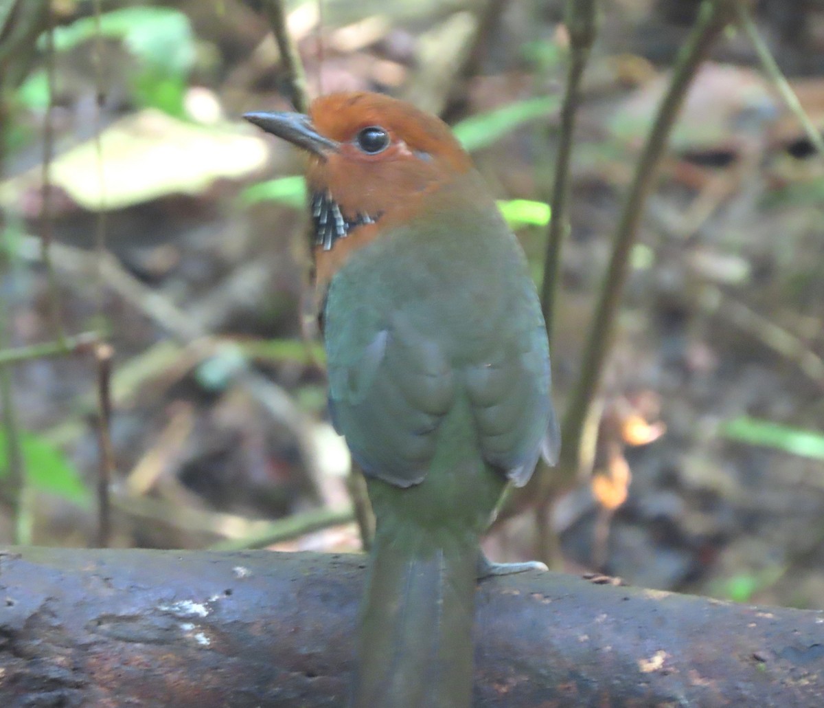 Rufous-headed Ground-Roller - ML643410011