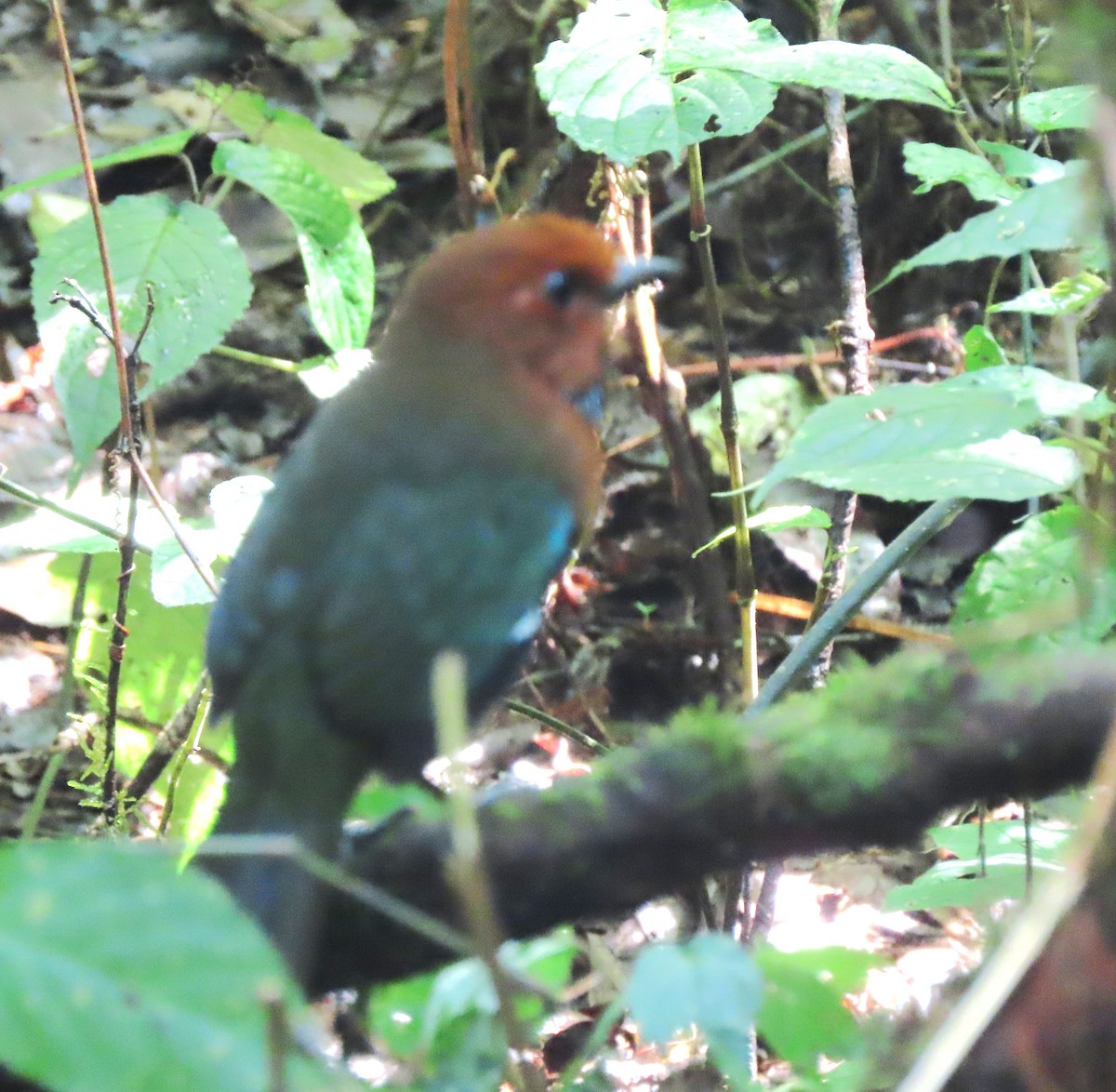 Rufous-headed Ground-Roller - ML643410012