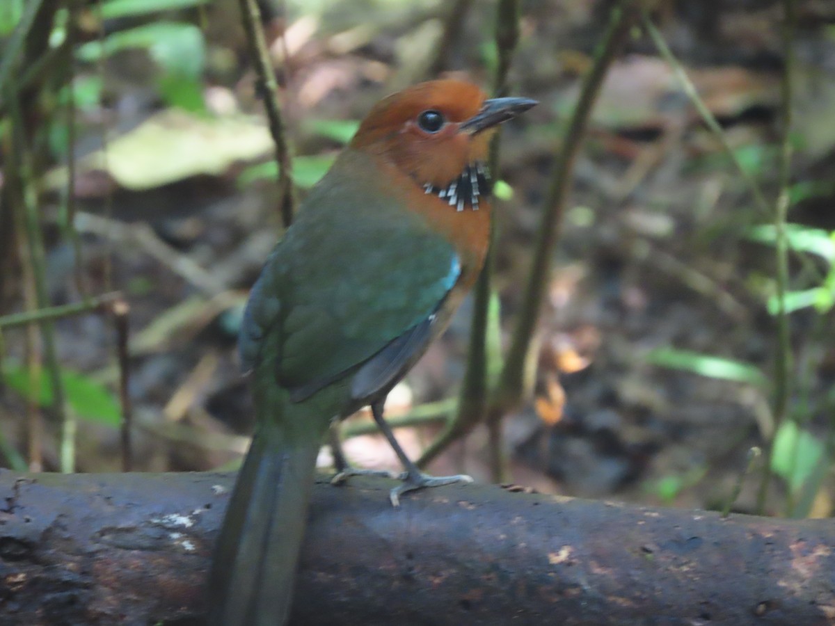 Rufous-headed Ground-Roller - ML643410013