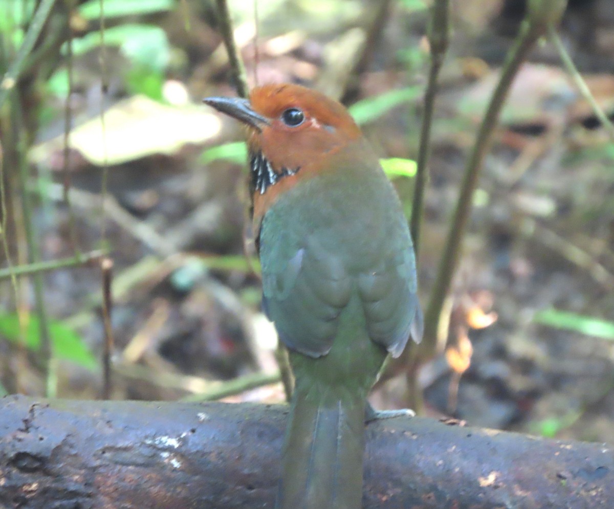 Rufous-headed Ground-Roller - ML643410014