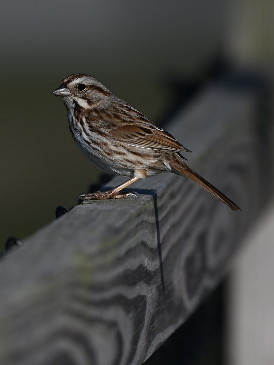 Song Sparrow - ML643410015