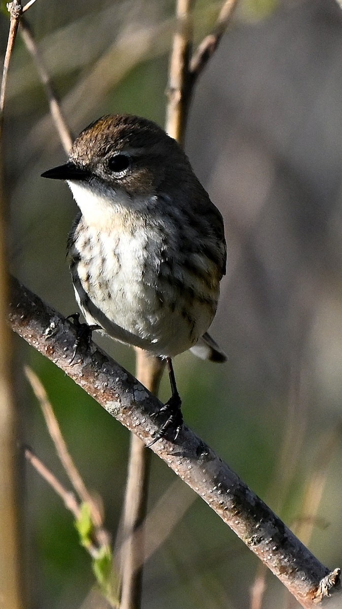 Yellow-rumped Warbler - ML643410018