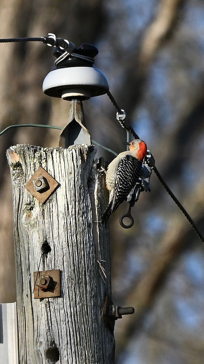 Red-bellied Woodpecker - ML643410019