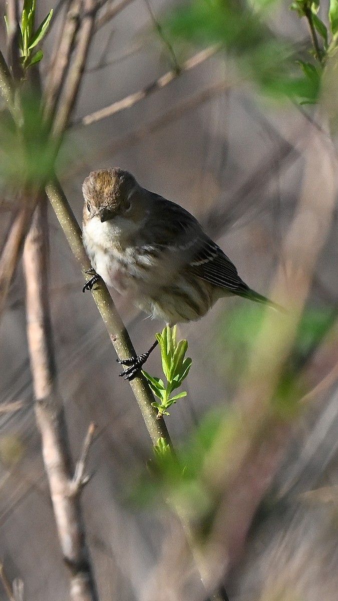 Yellow-rumped Warbler - ML643410020