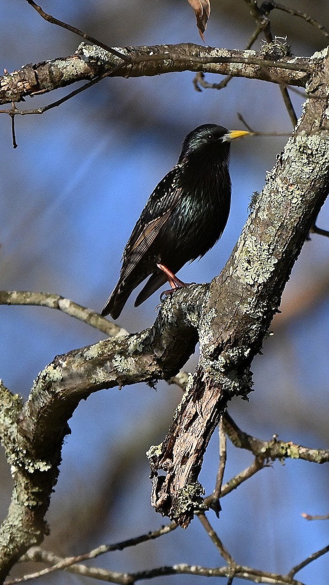 European Starling - ML643410021