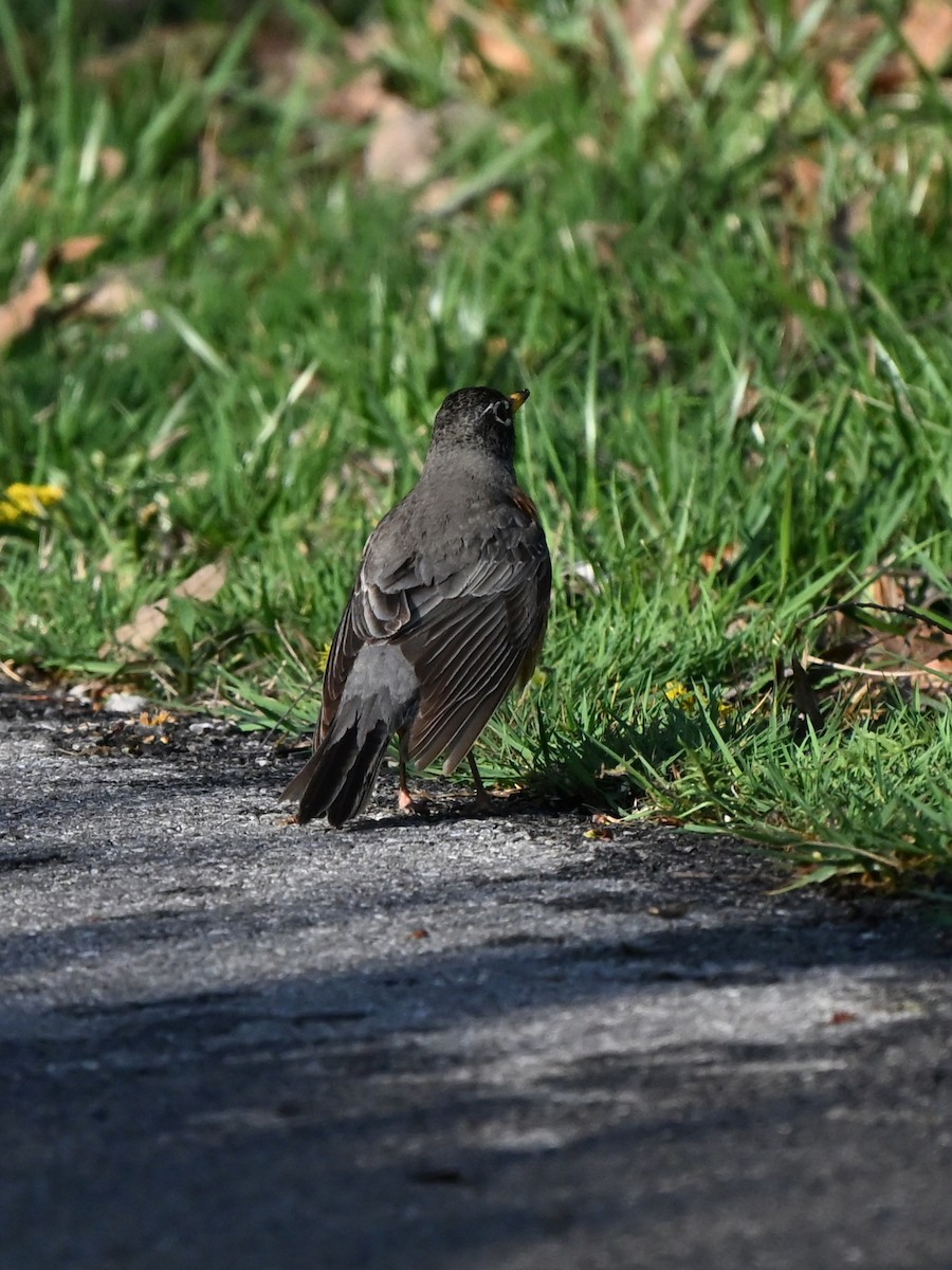 American Robin - ML643410022