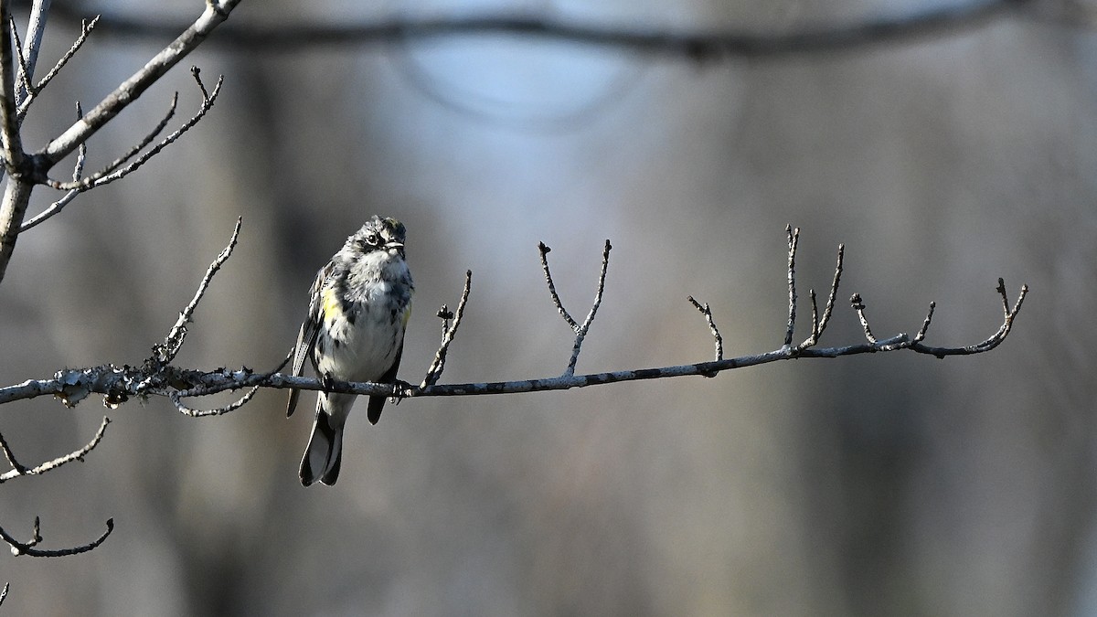 Yellow-rumped Warbler - ML643410024