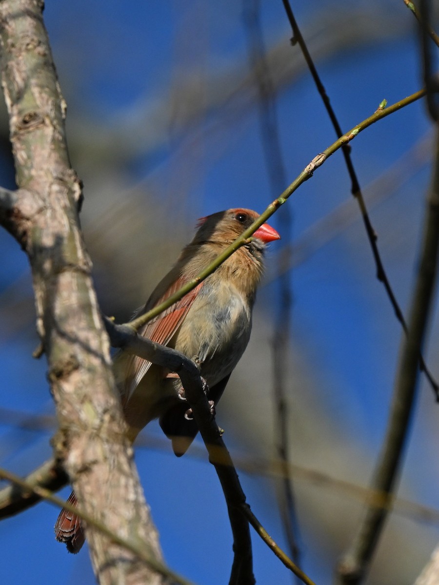 Northern Cardinal - ML643410025