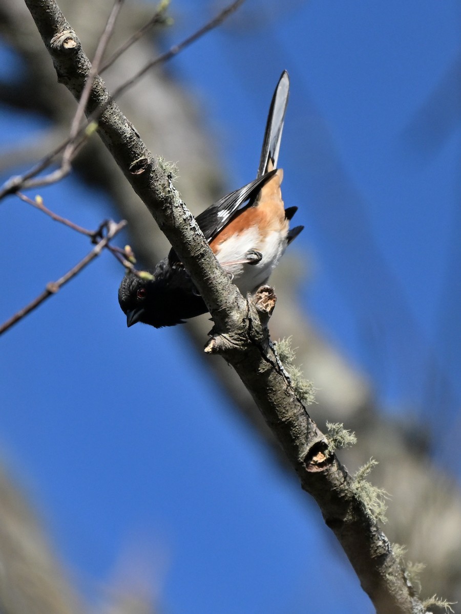 Eastern Towhee - ML643410026