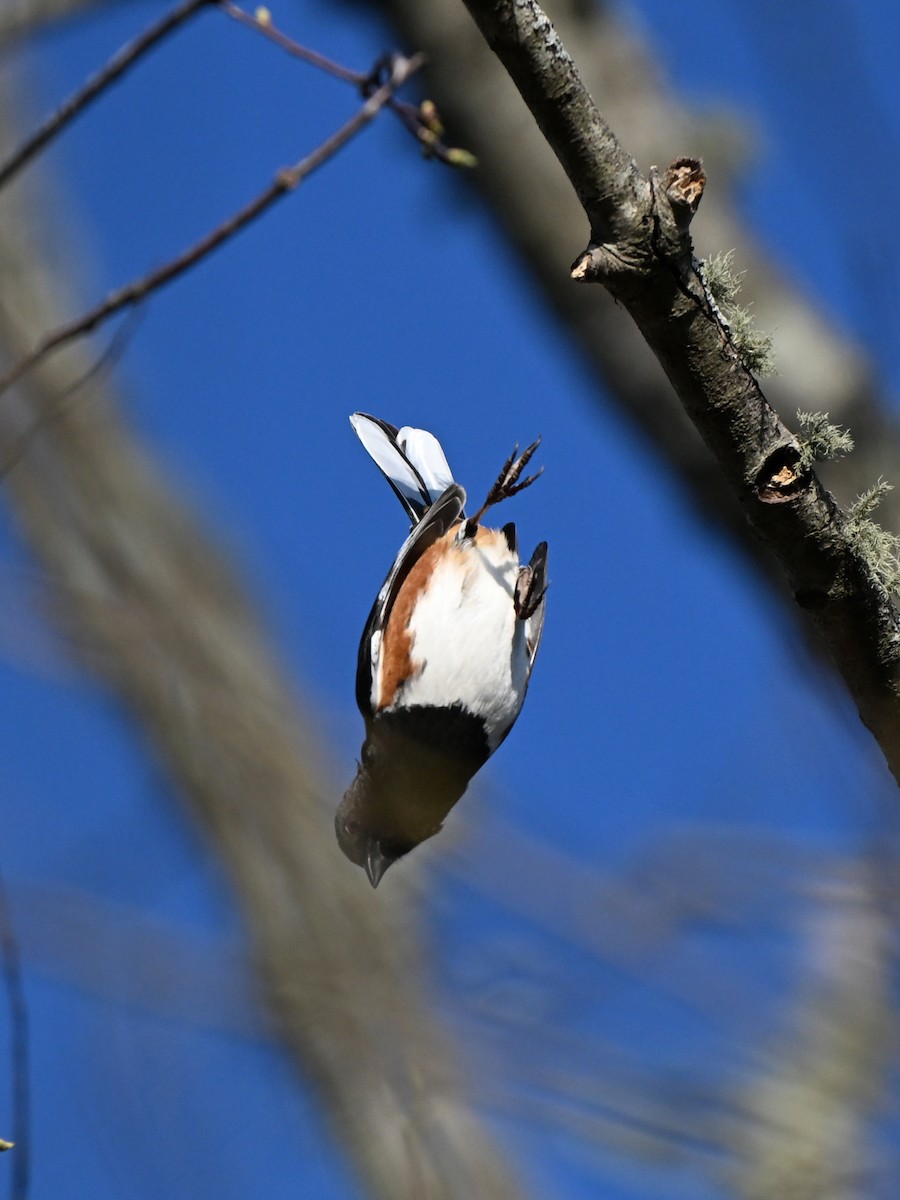 Eastern Towhee - ML643410027
